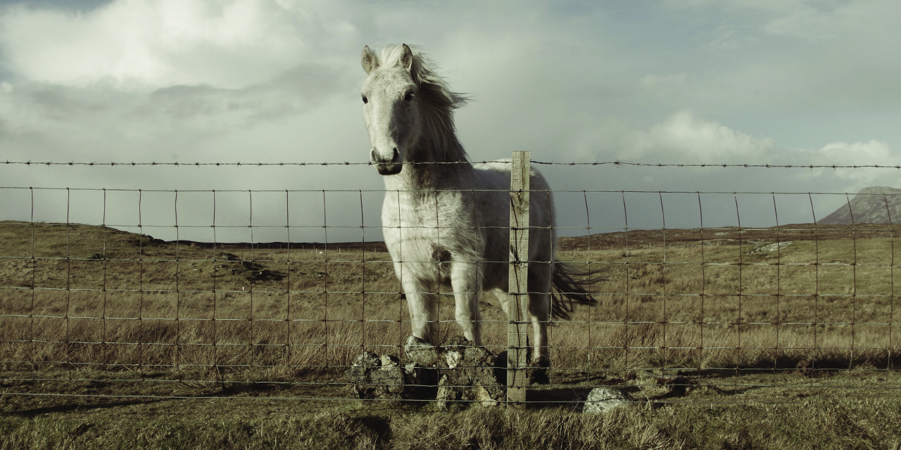 Tigharry Schoolhouse self catering accommodation carousel 5 Eriskay Pony, North Uist